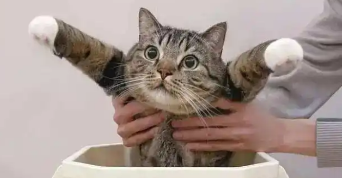 铲屎官：我家猫咪一夜之间长出“八条腿”，但头却不见了！