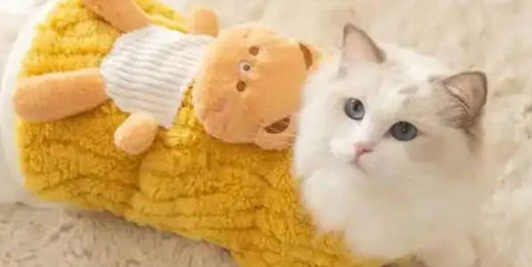 寒潮催生“它”经济，长沙宠物冬装搜索量暴增250%