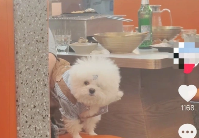 一烤肉店有顾客带狗上桌，店方：未触碰餐具
