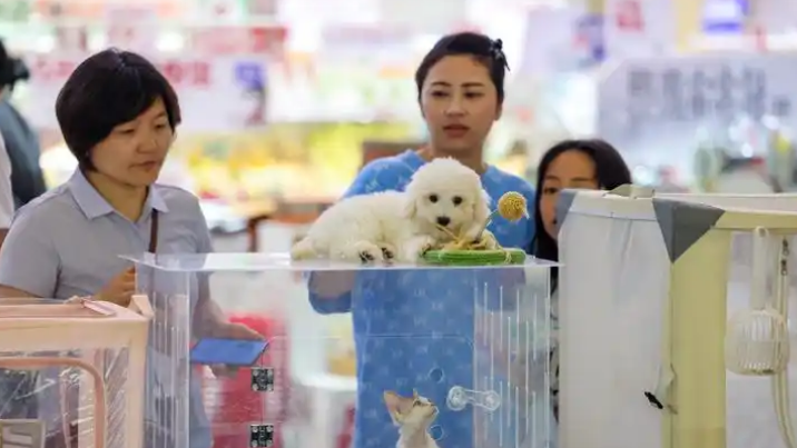万亿“它经济”催生消费新场景 广州首个人宠共融生态空间开业