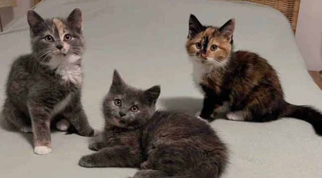 三只流浪猫的奇妙旅程，一个家爱的守护，感恩节的幸福团聚