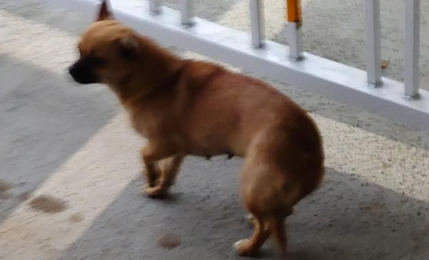 一小区地下车位变“狗厕所”？物业回应：打扫完又有新粪便