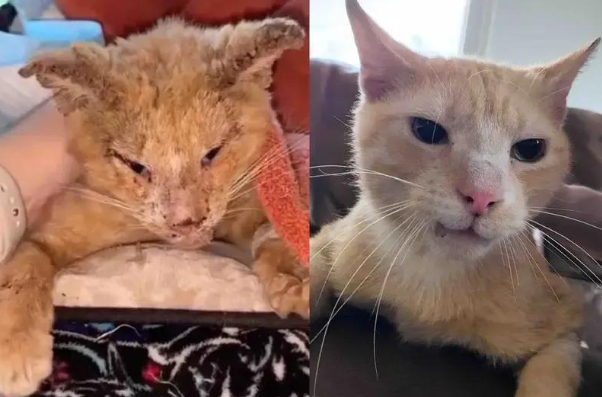 躺在路中间等死的流浪猫，本以为救不活了，呼噜声却创造了奇迹