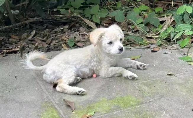 爱犬被小区内小孩抱走，被多次蓄意抛起摔打致死