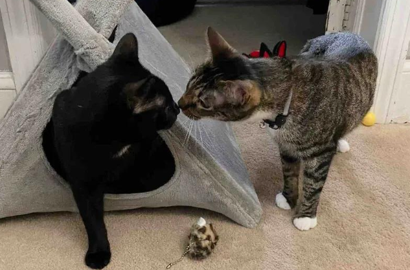 垃圾堆里捡回的小流浪猫，几个月后，却成了捧在手心里的宝