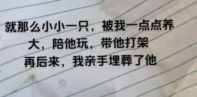 狗狗离世后，我在旧衣口袋摸到一撮它的毛发，汪：这个留给妈妈