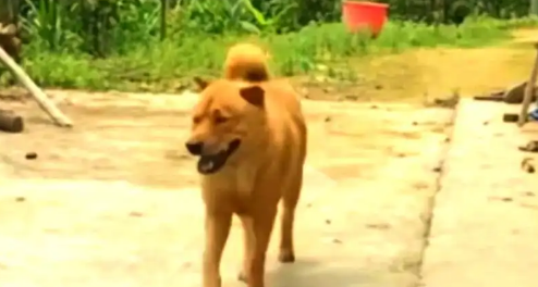 杭州一保安深夜打死宠物狗还藏尸树丛，当事人已被开除