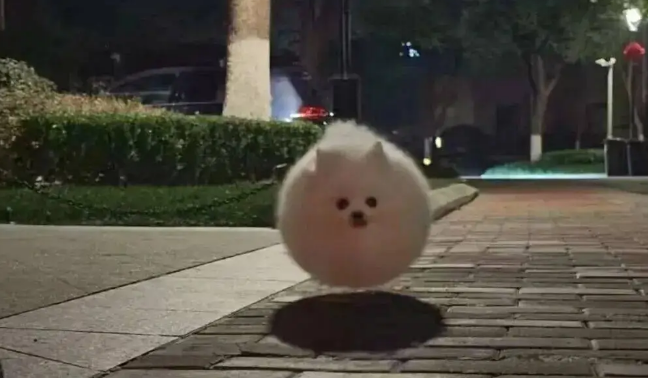 网友说她家博美是辆小狗车，还是会悬浮的那种！