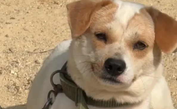 爷爷养的小土狗竟会斜嘴笑，感觉有点拽有点痞帅