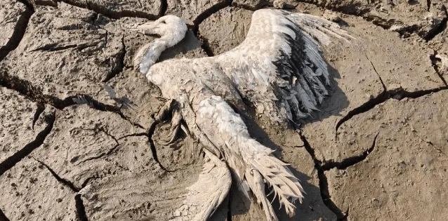 三只国家一级保护动物（小灵猫、东方白鹳）疑似中毒身亡