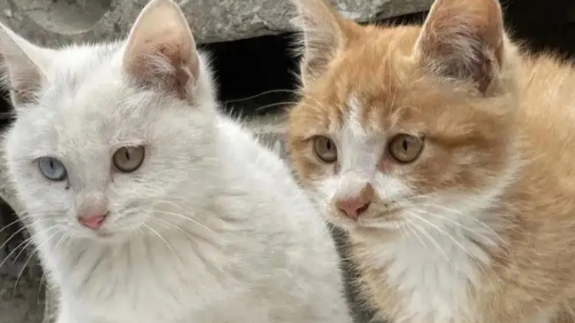 门卫大爷心疼流浪猫，手工搭建过冬小窝，众人接力驱散严寒