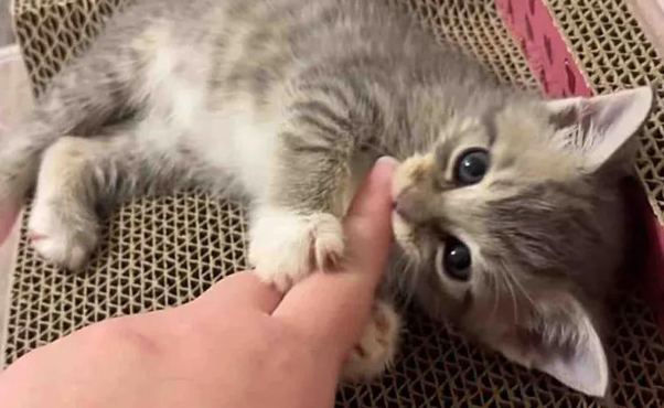 流浪猫妈极度警惕，它的孩子被救后，性格却反差大到不敢认