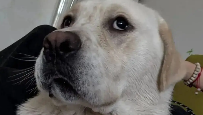 妈妈带狗去亲戚家串门儿，狗子的表情不就是小时候的我吗