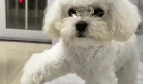 狗狗的前爪突然瘸了，没想到医生却说是装瘸…