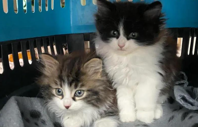 路边捡回两只濒死小猫，两个月后，这变化谁敢认