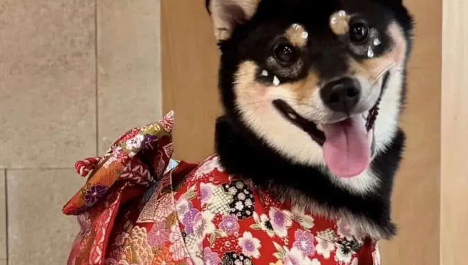 给柴犬买了件和服穿，主人笑了，还是老家的衣服合身