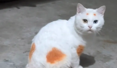 白猫总是被欺负，主人给猫毛发染色。网友：猫笑了五分钟才开始打