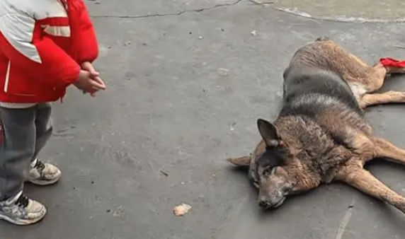 四川一男子家养了16年的老狗走了，男子给了它一个体面的葬礼