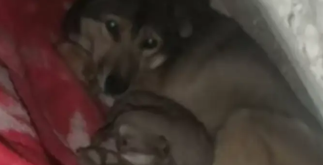 养 14 年老狗意外生下独生女，网友评论看哭：它一生都在为家操心