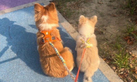 两女子被犬追咬，外卖小哥出手相助，犬只主人已拘留