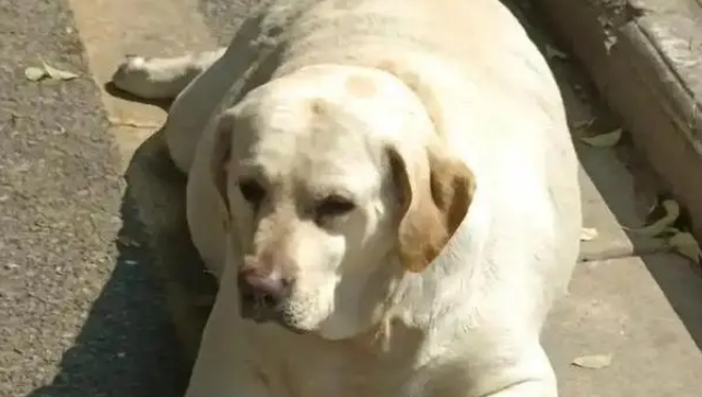 猪狗被困10天，猪饿出马甲线，拉布拉多却胖出啤酒肚