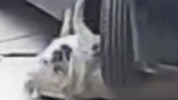 杭州狗狗被车碾！凭一身肥肉毫发无损，医生只让减肥