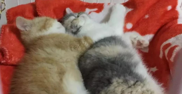 家猫窝里竟藏了它，铲屎官睡醒被吓懵 