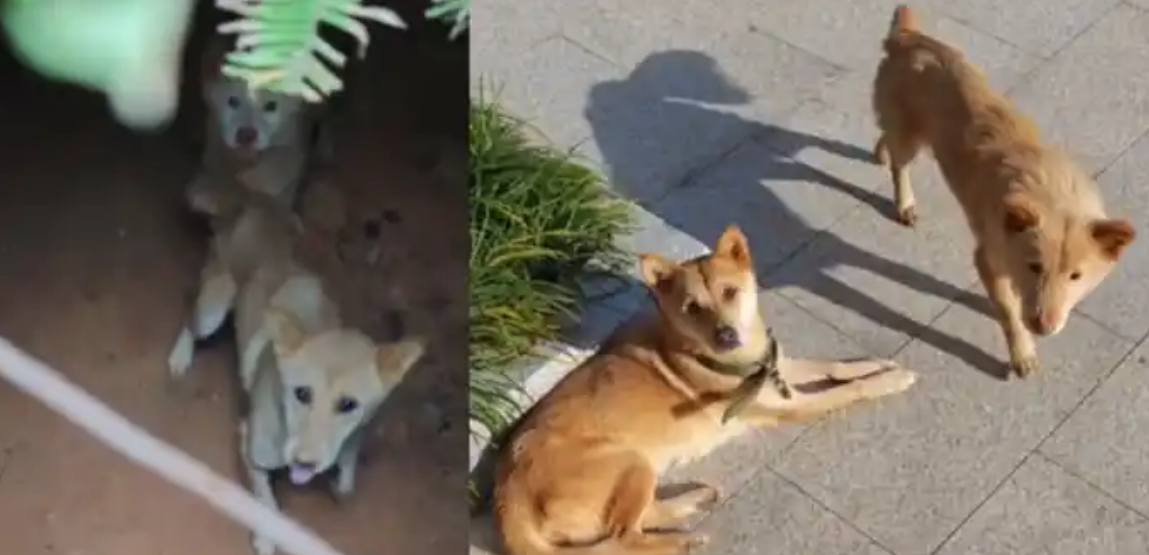 两只狗丢失一个多月后在坑洞找到主人泪奔相见