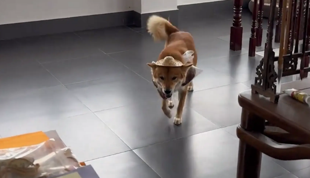 女子上班正饿着，亲妈：让狗给你送饭！