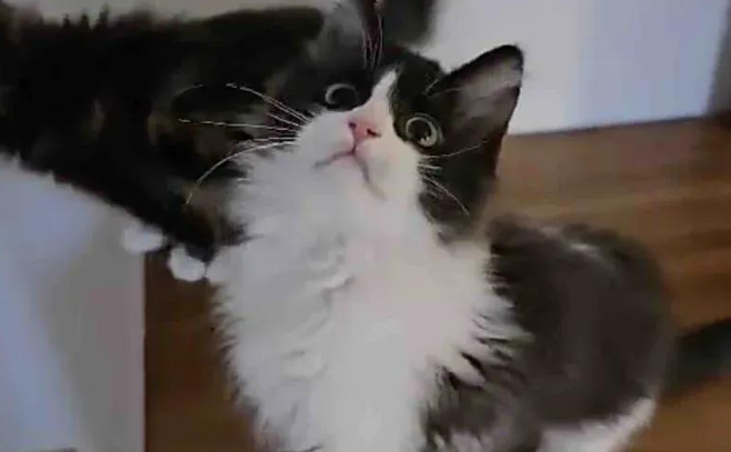 路边捡回两只濒死小猫，两个月后，这变化谁敢认