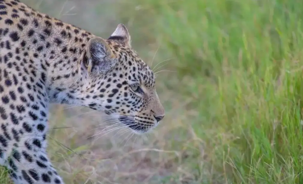 卡马机场发现猎豹出没 请注意！