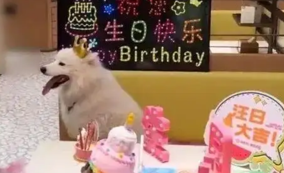 深圳一海底捞给宠物狗过生日！门店回应
