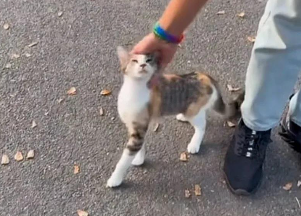 流浪猫闯入中央公园，大胆四处碰瓷，谁又能成为它的救赎？