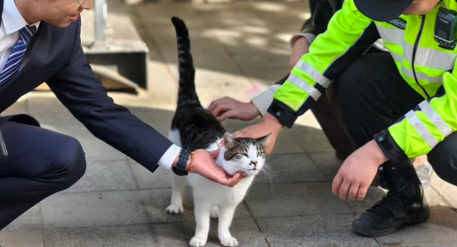 “猪咪咪”当上猫站长，从园区“团宠”到共治纽带