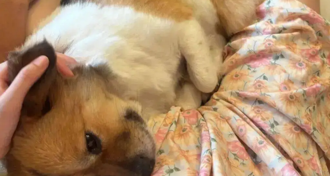 网友看电视狗子枕在了她身上，爱撒娇的狗狗最好命