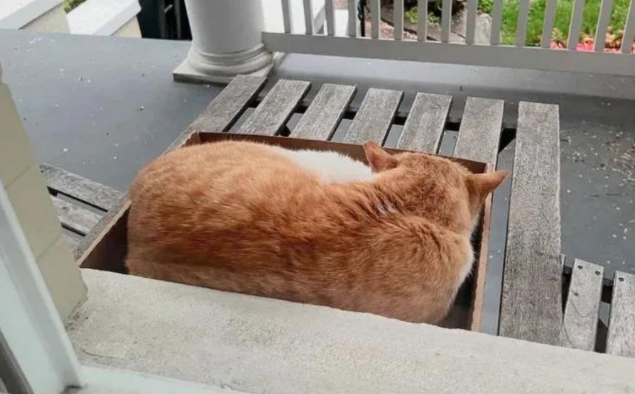 流浪橘猫雨夜敲窗，它用行动告诉你，外面的世界真没家里香