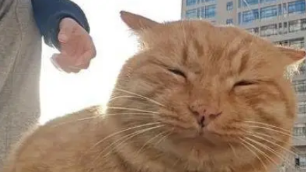 校园流浪猫被过度投喂，学生爱心变甜蜜负担，今被挂牌谢绝投喂