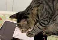 猫界博主横空出世！误触平板全流程发帖，还点了个赞