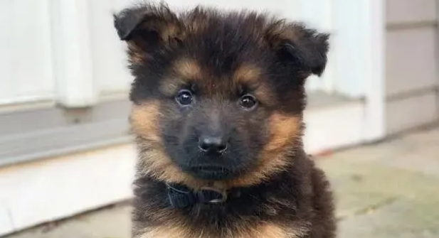 一只德牧宝宝的照片走红，网友惊呼：这就是我的心上狗