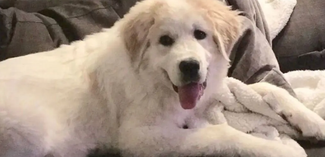 网友捡了6只快死了的无毛小奶狗，没想到养着养着……变成了大白熊