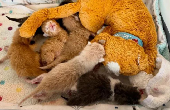 被爱拯救的六只小奶猫，逆袭成阳光天使