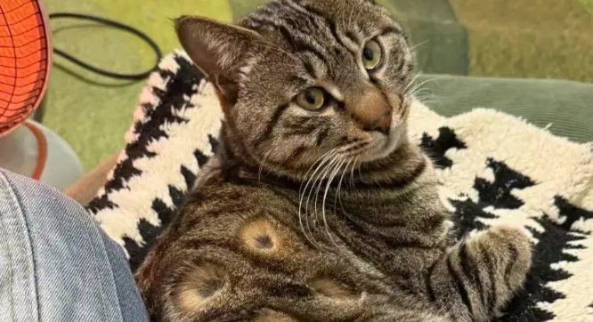 女子晒狸花猫称好玩，网友看后犯密集恐惧：还是金豆豆顺眼