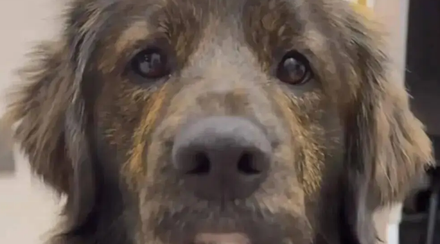 网友说她家金毛是黑芝麻味儿的，我一看……它好特别啊！