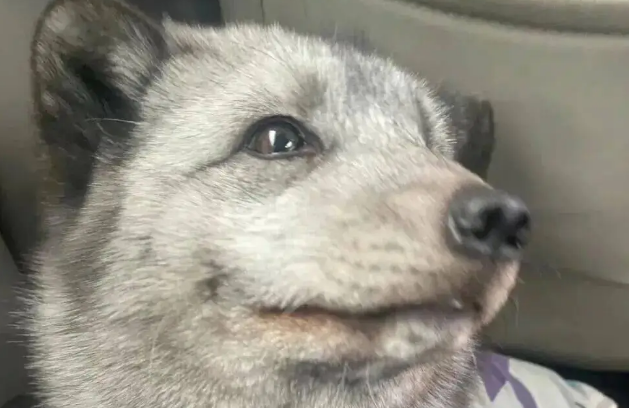 妹子拼车拼到一只小狗，但越看越奇怪，它居然是狐狸！