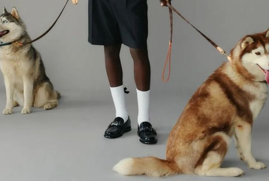 时尚圈的终极战场，为何是毛孩子