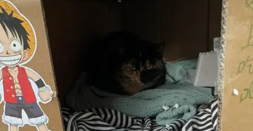 门卫大爷心疼流浪猫，手工搭建过冬小窝，众人接力驱散严寒