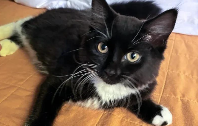 绝望小猫被困车轮一夜，获救两周后，它的命运惊天逆转