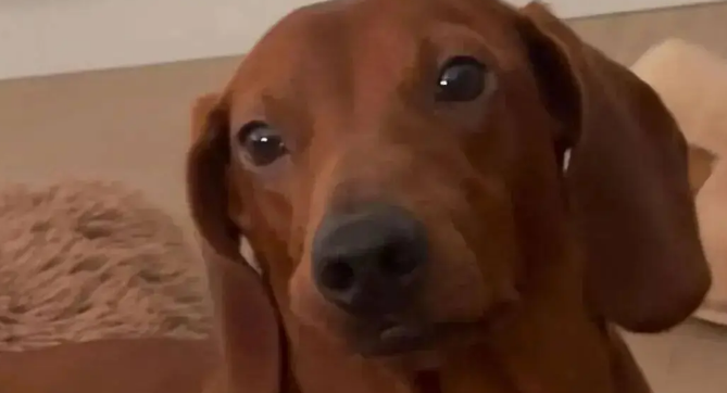 网友晒家里的腊肠犬，看懵了，第一眼还以为是烧猪！