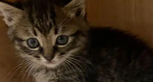 妹子网购绿植开箱，发现两只偷渡小猫，商家天塌了：我的咪呢