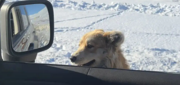 在雪乡偶遇一只狗狗，瞬间被治愈，狗子：泥嚎，住店吗？